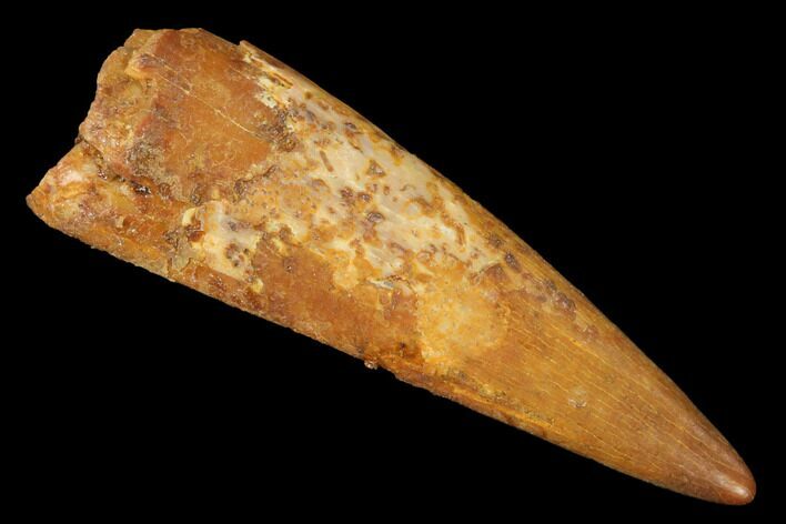 Fossil Pterosaur (Siroccopteryx) Tooth - Morocco #145799